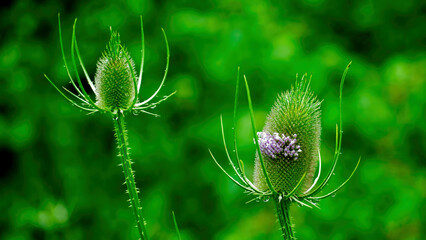 Wild Common Teasel in blossom