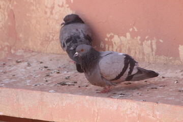 Pigeons standing on a house
