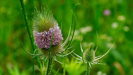 Wild Common Teasel in blossom