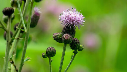Wild Canada Thistle in blossom