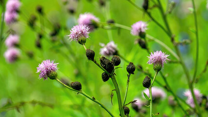 Wild Canada Thistle in blossom