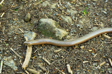 a slowworm on a forest path