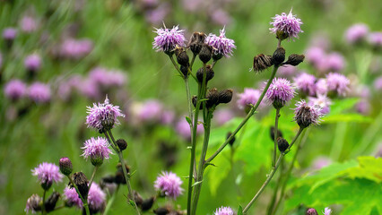 Wild Canada Thistle in blossom