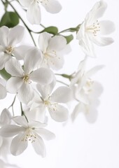 Obraz premium Delicate White Blossoms Against a Soft Background Highlighting the Beauty of Nature and Springtime Freshness in Floral Arrangement Photography