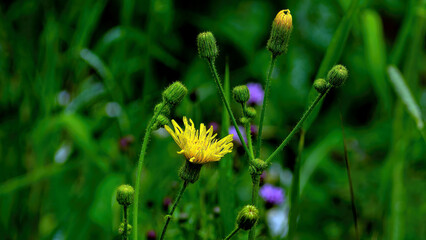 Wild Black-eyed Susan in blossom