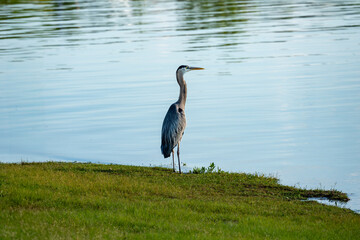 Great Blue Heron