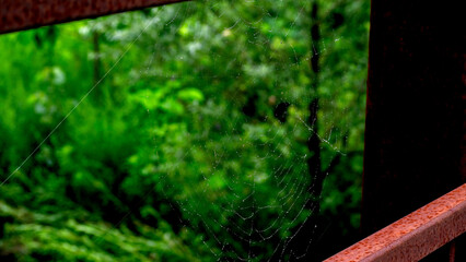Water droplets stuck on a spider web