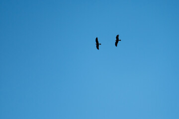 two kites against a blue sky