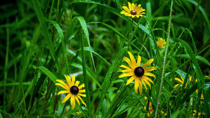 Wild Black-eyed Susan in blossom