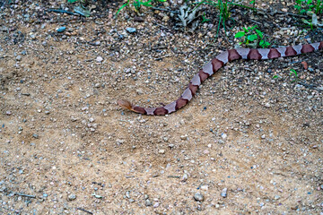 Copperhead Snake at Elmer Oliver Park