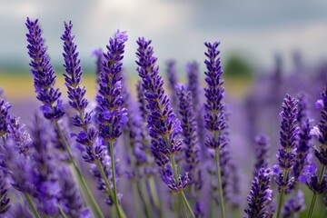 Obraz premium Intimate Closeup of Vibrant Lavender Blooms in Serene Countryside Setting