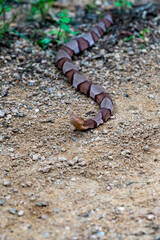 Copperhead Snake at Elmer Oliver Park