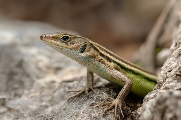 Naklejka premium Close-Up of an Asian Grass Lizard: Captivating Macro Shot of a Six-Striped Long-Tailed Reptile in Natural Habitat