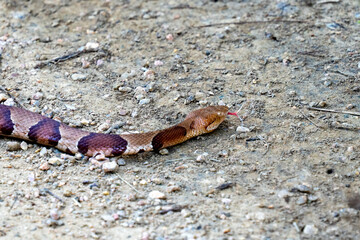 Copperhaed Snake at Elmer Oliver Park