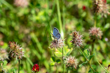Eastern Tailed-Blue Butterfly at Lake Bob Sandlin State Park