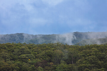 Photograph of fog and mist rising out of the forest in Sassafras Gully during a light rain shower in the town of Springwood in the Blue Mountains in NSW, Australia.