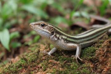 Fototapeta premium Vibrant Green Asian Grass Lizard Resting on a Rock: Macro Capture of Nature's Reptilian Marvel