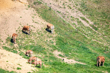 Dry and steep hills with grazing brown cows at the Flemish countryside in Overijse, Brabant, Belgium