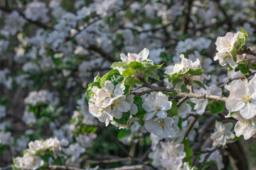 Apple blossoms during spring season in the garden. Beautiful branches of white pink flowers and young green leaves on fruit tree in sunny day. Flora pattern nature texture background.