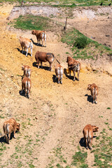 Dry and steep hills with grazing brown cows at the Flemish countryside in Overijse, Brabant, Belgium