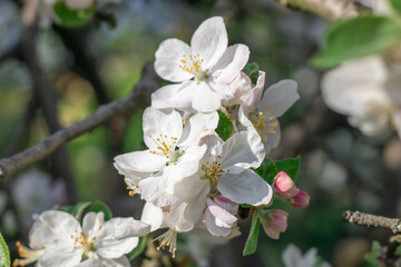 Apple blossoms during spring season in the garden. Beautiful branches of white pink flowers and young green leaves on fruit tree in sunny day. Flora pattern nature texture background.