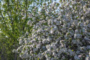 Apple blossoms during spring season in the garden. Beautiful branches of white pink flowers and young green leaves on fruit tree in sunny day. Flora pattern nature texture background.