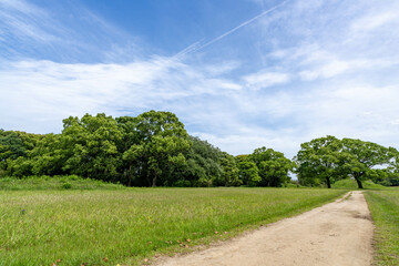 緑の広がる公園