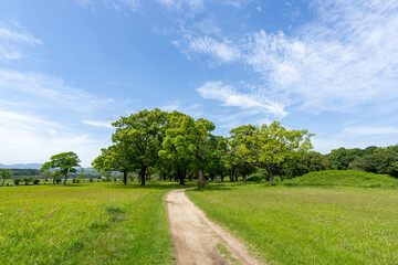 緑の広がる公園