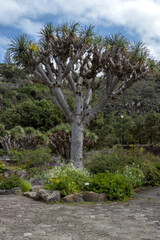 Fototapeta premium Botanic garden Cabildo de Gran Canaria, Spain