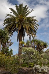 Fototapeta premium Botanical garden, Gran Canaria, Spain