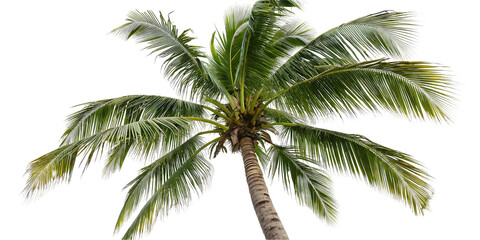 coconut palm tree isolated on transparent background