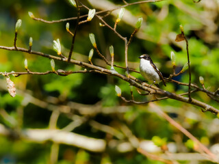 Pied Flycatcher perched on budding branch in spring