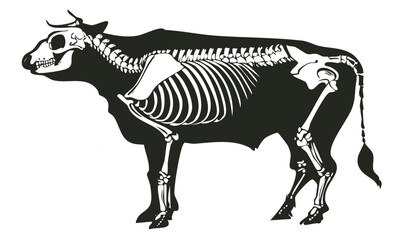 Cow Skull and Full Skeleton Technical Drawing