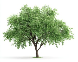 3D Realistic Hackberry Tree Render on White Background - Isolated Green Foliage with Branches, Perfect for Nature and Summer Themes