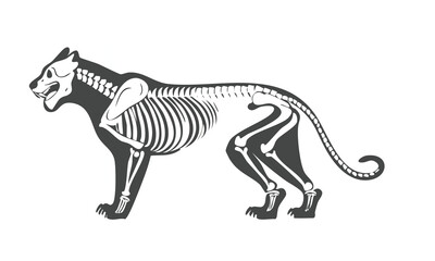 Tiger Skull and Full Skeleton Vector Design