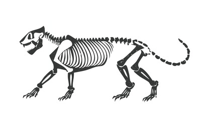 Tiger Skeletal System Scientific Diagram Art