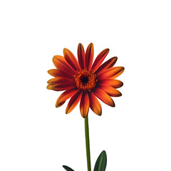 Flower PNG Clipart