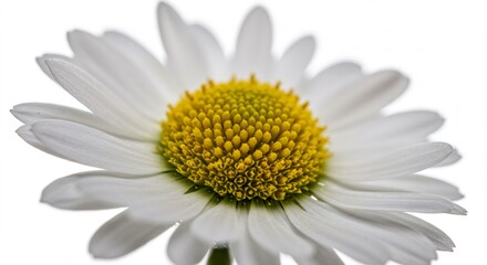 清楚な白、輝く黄色の花芯 清楚なデイジー. AI Generated
