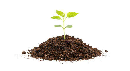 Isolated Sprout