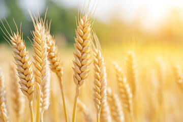 Golden wheat ears in sunlit field with blue sky backdrop. Ripe wheat ears in close-up against soft sunlight, symbolizing harvest, farming, and agriculture.
