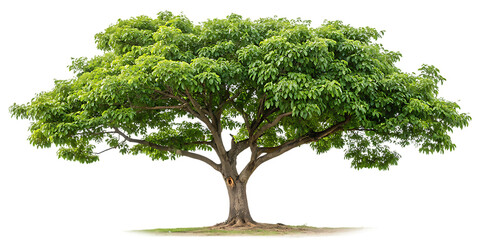 tree isolated on white background