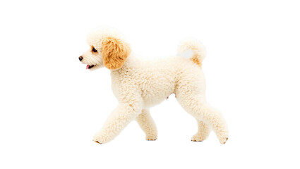 PNG, Cute Poodle walking, side view