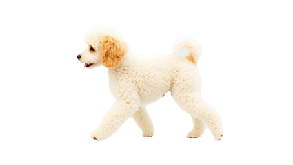 PNG, Cute Poodle walking, side view