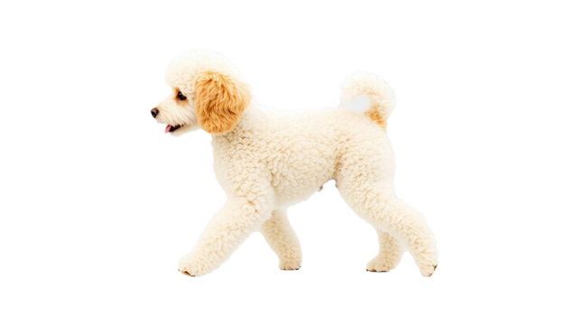 PNG, Cute Poodle walking, side view