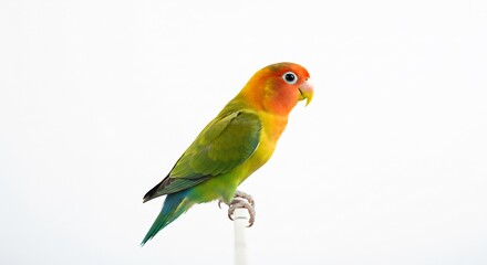 鮮やか色彩 小鳥 美しい羽根 白背景 (Azayaka shikisai kotori utsukushii hane shiro haikei) This translates roughly to: Vivid colors small bird beautiful feathers white background. AI Generated