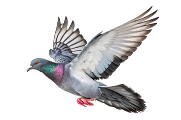 a pigeon in mid-flight with its wings spread, isolated on a white background