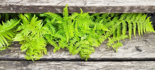 Fern board background