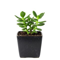 Jade plant in a pot isolated on white background