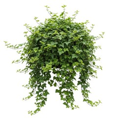 Fototapeta premium Hanging ivy plant isolated on white background
