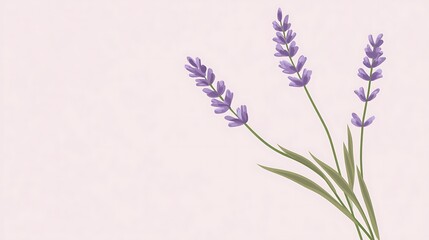 Naklejka premium Lavender sprigs with pastel background.